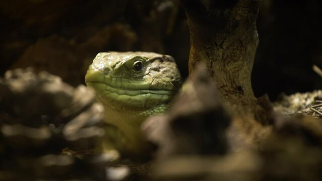 Ocellated lizard (Timon lepidus) resting, close up