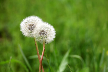 Two dandelion seed heads together on the green meadow, selective focus. White fluffy dandelions in summer nature