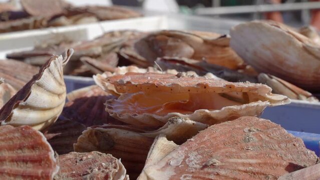 Live Scallops With Open Shells For Shipping. - close up