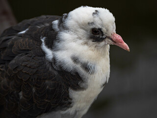 Breeding pigeon. City pigeon on a dark background.  Pigeon close up. Portrait of a pigeon. White dove.