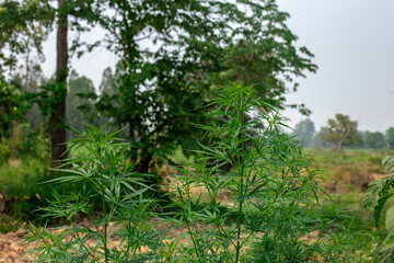 Close up photo of Marijuana tree and blurred background.