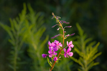 Closeup of pink flower of rosebay willowherb (Chamaenerion angustifolium) on dark green background