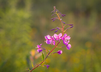 Closeup of pink flower of rosebay willowherb (Chamaenerion angustifolium) on light green background