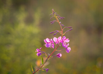 Closeup of pink flower of rosebay willowherb (Chamaenerion angustifolium) on light green background