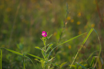 Pink flower of great willowherb (Epilobium hirsutum) in the green meadow