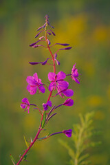 Closeup of pink flower of rosebay willowherb (Chamaenerion angustifolium) on light green background