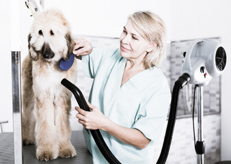 hairdresser professional dries hair by fen dog fur Afghan hound dog in hairdresser for animal