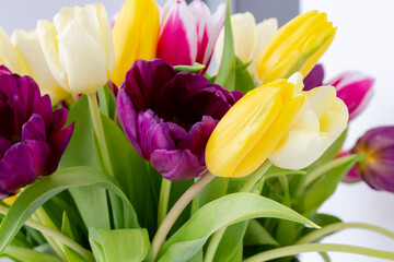 Bright colorful natural background with fresh tulips, spring flowers, yellow, pink colors shooted above white background