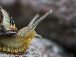 The grove snail, brown-lipped snail or Lemon snail (Cepaea nemoralis). A snail close up. Portrait of a snail. Snail in the garden.
