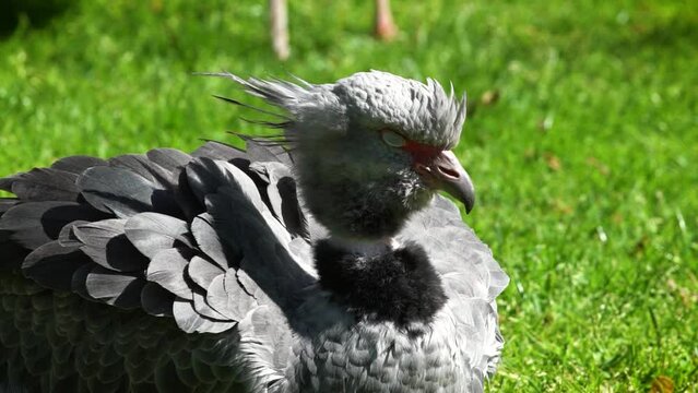 Southern screamer (Chauna torquata) close-up