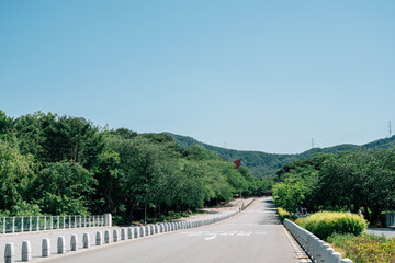 Fototapeta na wymiar Green forest road at Seoul Grand Park in Gwacheon, Korea