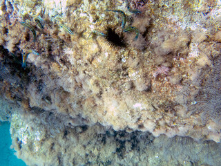 fondale marino Letojanni