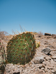 Cactus in Playa Balandra, Baja California, Mexico