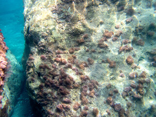 Fondale marino letojanni