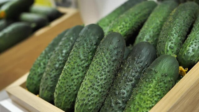 Fresh organic cucumbers on store shelves