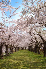 Obraz premium 函館 五稜郭公園の桜並木 