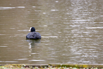 Une poule d'eau posé sur l'eau