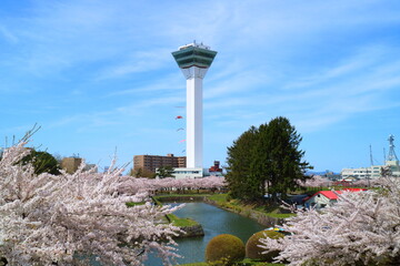 函館　桜満開の五稜郭公園
