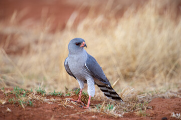 Gabar Goshawk ( Melierax gabar) Mokala National Park, South Africa