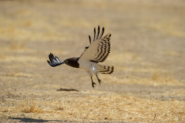 Blackchested Snake-Eagle (Circaetus pectoralis)  Kgalagadi Transfrontier Park, South Africa