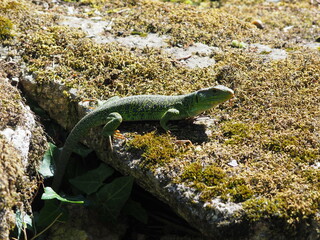 lagarto arnau tomando el sol de primavera sobre una roca, de color azul, amarillo y verde, la coruña, galicia, españa, europa