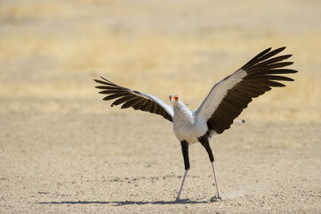 Secretarybird( Sagittarius serpentarius) Kgalagadi Transfrontier Park, South Africa