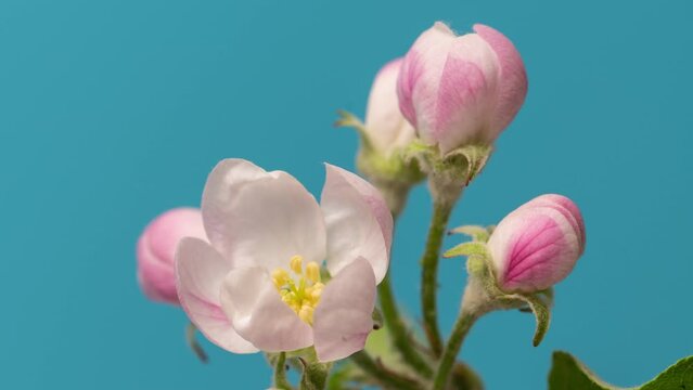 Time lapse of pink flower buds opening in spring. Apple tree blooming timelapse