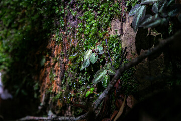 green moss on the wall