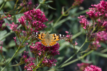 Painted Lady (Vanessa Cardui) Butterfly perched on pink flower in Zurich, Switzerland
