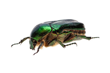 Flower chafer (rose chafer, Cetonia aurata) beetle