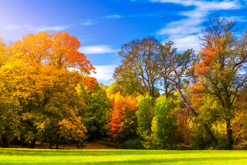 Autumn scene, fall,  red and yellow trees and leaves in sun light. Beautiful autumn landscape with...