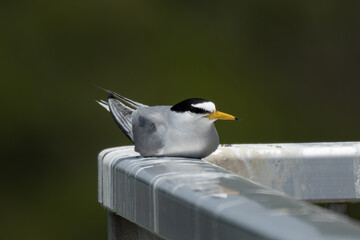 細い手すりの上に座るコアジサシ