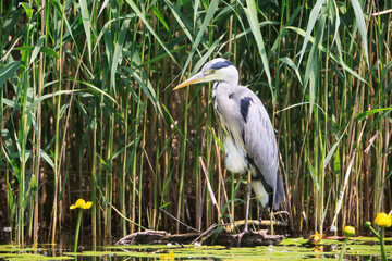 Grey Heron (Ardea cinerea) is hunting - Graureiher