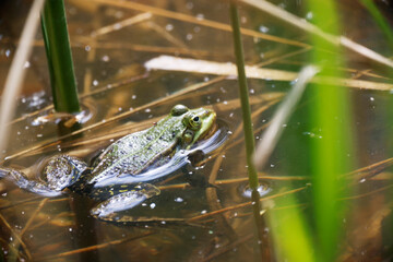 A Pool Frog (Rana lessone) in the Water, Ziegeleipark Heilbronn, Germany, Europe