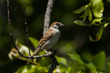 林の中に住むスズメ