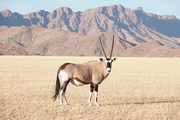 Oryx Antilope vor Bergen