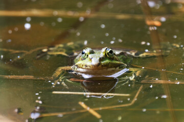 A Pool Frog (Rana lessone) in the Water, Ziegeleipark Heilbronn, Germany, Europe .