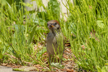 小さな草むらの中で採餌するスズメ