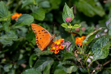 Borboleta laranja sobre uma flor