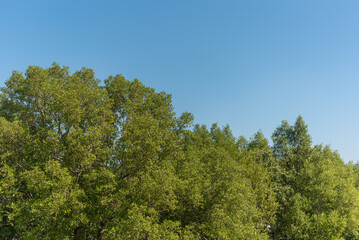 tree mangrove forest encroached nature magic system