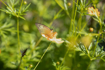 Borboleta amarela sobre uma flor