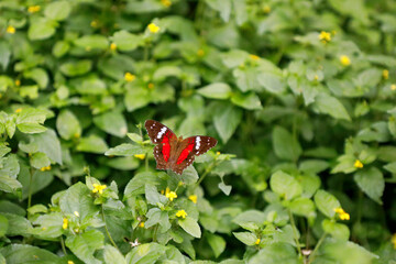 Borboleta vermelha sobre uma flor