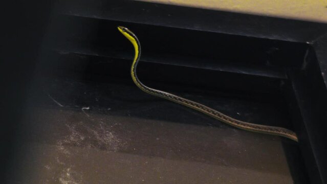 A curious bronze back tree-snake slithers on top of a window on a gloomy day.