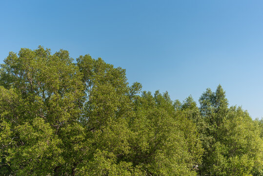 tree mangrove forest encroached nature magic system