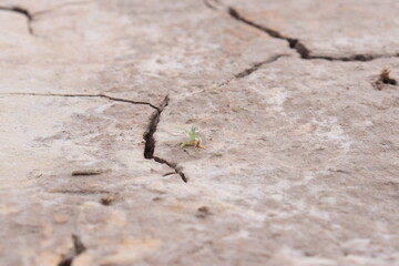 Top view of the dried up cracked soil. Drought, crop failure, global warming, climate change concept. Abstract texture background