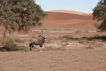 Oryx Antilope in den Dünen