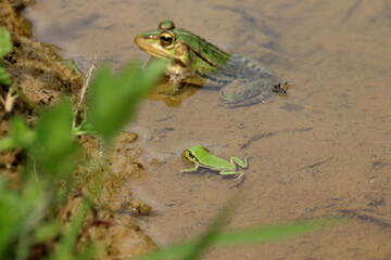 田んぼのアマガエルとトノサマガエル　（高知県　本山町）