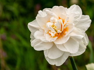 Flower decorative two-tone white with orange Narcissus (Latin Narcissus)