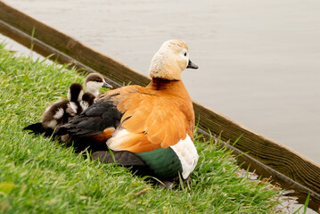Ruddy shelduck (Tadorna ferruginea duck) cower her ducklings with wings