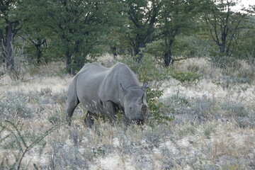 Nashorn in der Wildnis